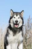 ALASKAN MALAMUTE 034